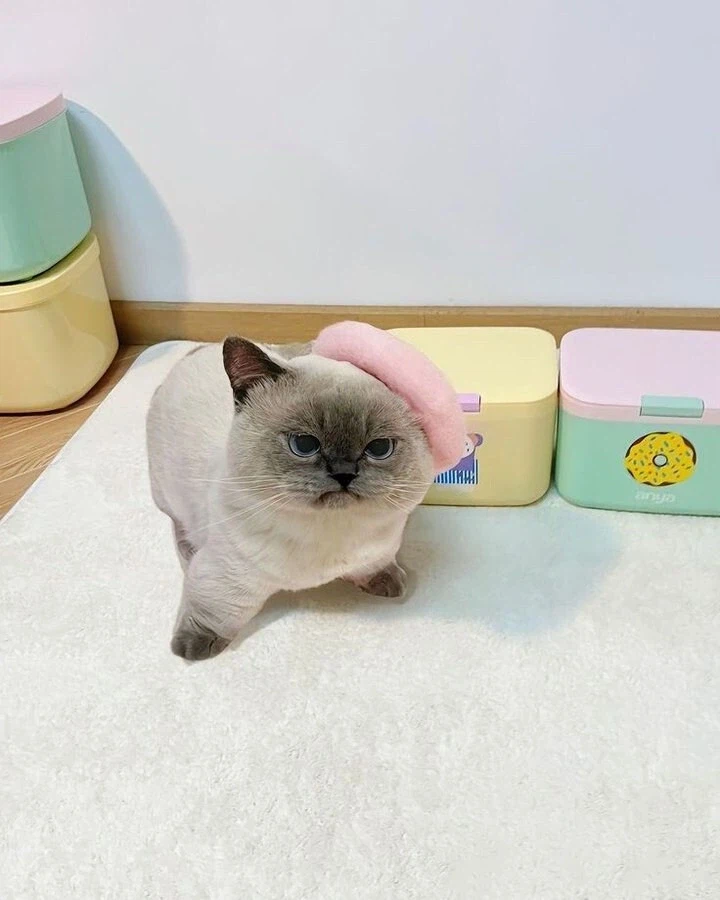 뭐좀 올리려고 트위터 켜보니까 죄다 야짤이네_1.webp