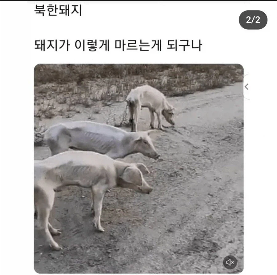ㄹㅇ 북돼지 짤_1.webp