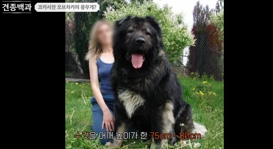 강형욱이 로트와일러 같은 맹견보다도 키우기 힘들다한 견종.JPG_3.webp