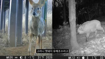 다시 한번 길고양이 문제에 대해 강하게 어필하는 유튜버 (※스압주의)_45.webp