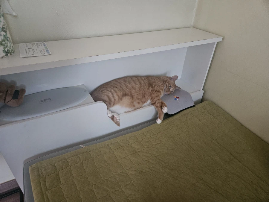 이런 중요한 사실을 왜 아무도 알려주지 않았지???_2.webp