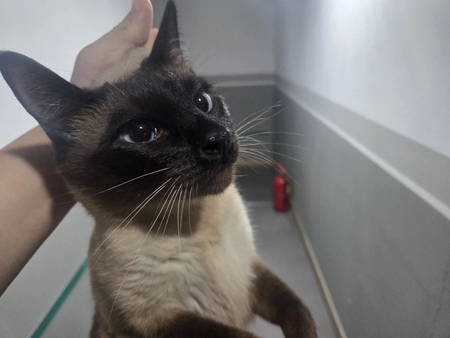 집나간 고양이 검거 현장..._2.webp