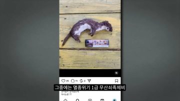 다시 한번 길고양이 문제에 대해 강하게 어필하는 유튜버 (※스압주의)_55.webp