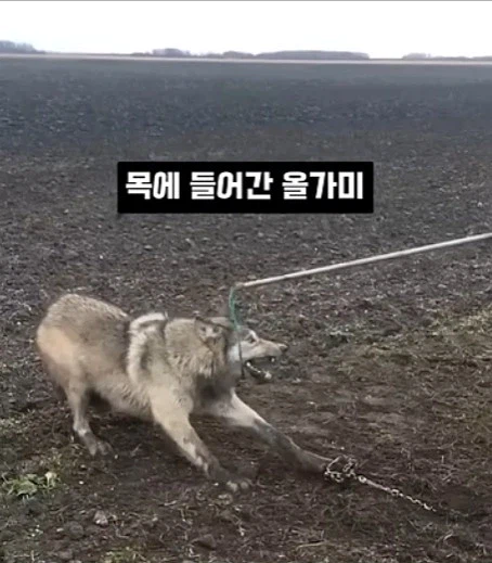 개를 발명하는 과정_3.webp