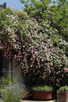 수원 행궁동 파란대문 장미 훼손 사건_6.webp