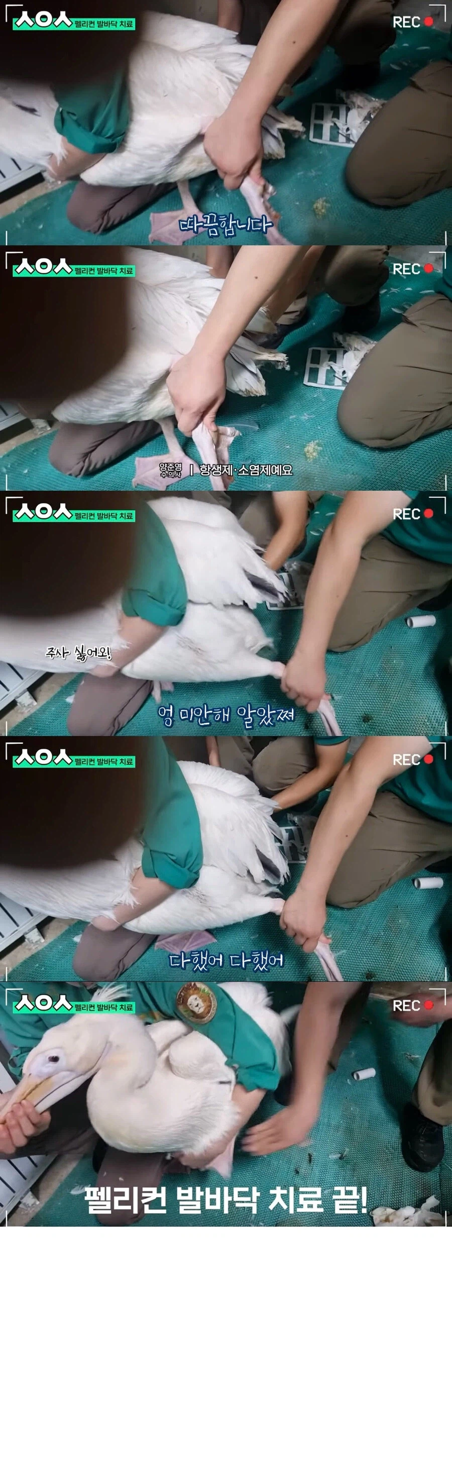 기껏 치료해주고 후드려 맞는 수의사_2.webp