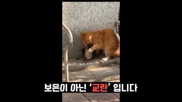 다시 한번 길고양이 문제에 대해 강하게 어필하는 유튜버 (※스압주의)_65.webp