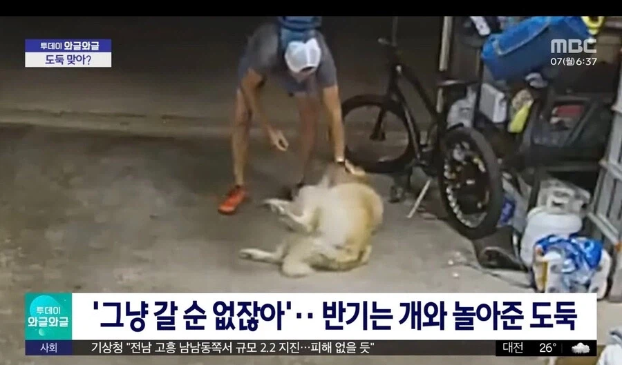 도둑을 보자 반기는 리트리버를 보고 도둑이 놀아줌.JPG_2.webp