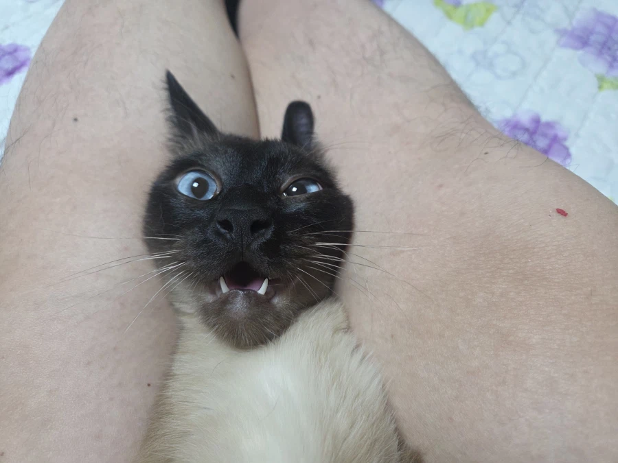 혐오주의)나는 고양이를 학대하는 것이 매우 즐겁다_6.webp