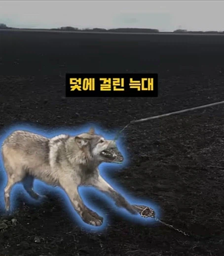 개를 발명하는 과정_2.webp