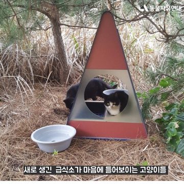 현재 진행형인 마라도의 생태계와 고양이 문제_8.webp