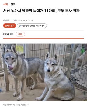 속보) 서산 탈출 늑대개 근황_1.webp