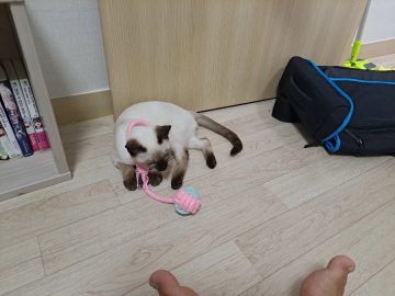 예전에 우리집 고양이가 너무 작다고 루리웹에 글 쓴 적도 있었음_2.webp