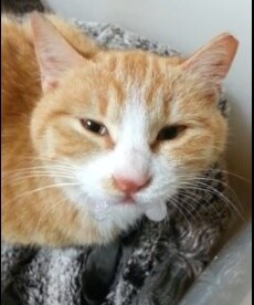 고양이 약 먹일 때 팁_2.jpg