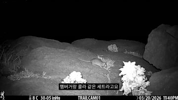 다시 한번 길고양이 문제에 대해 강하게 어필하는 유튜버 (※스압주의)_87.webp