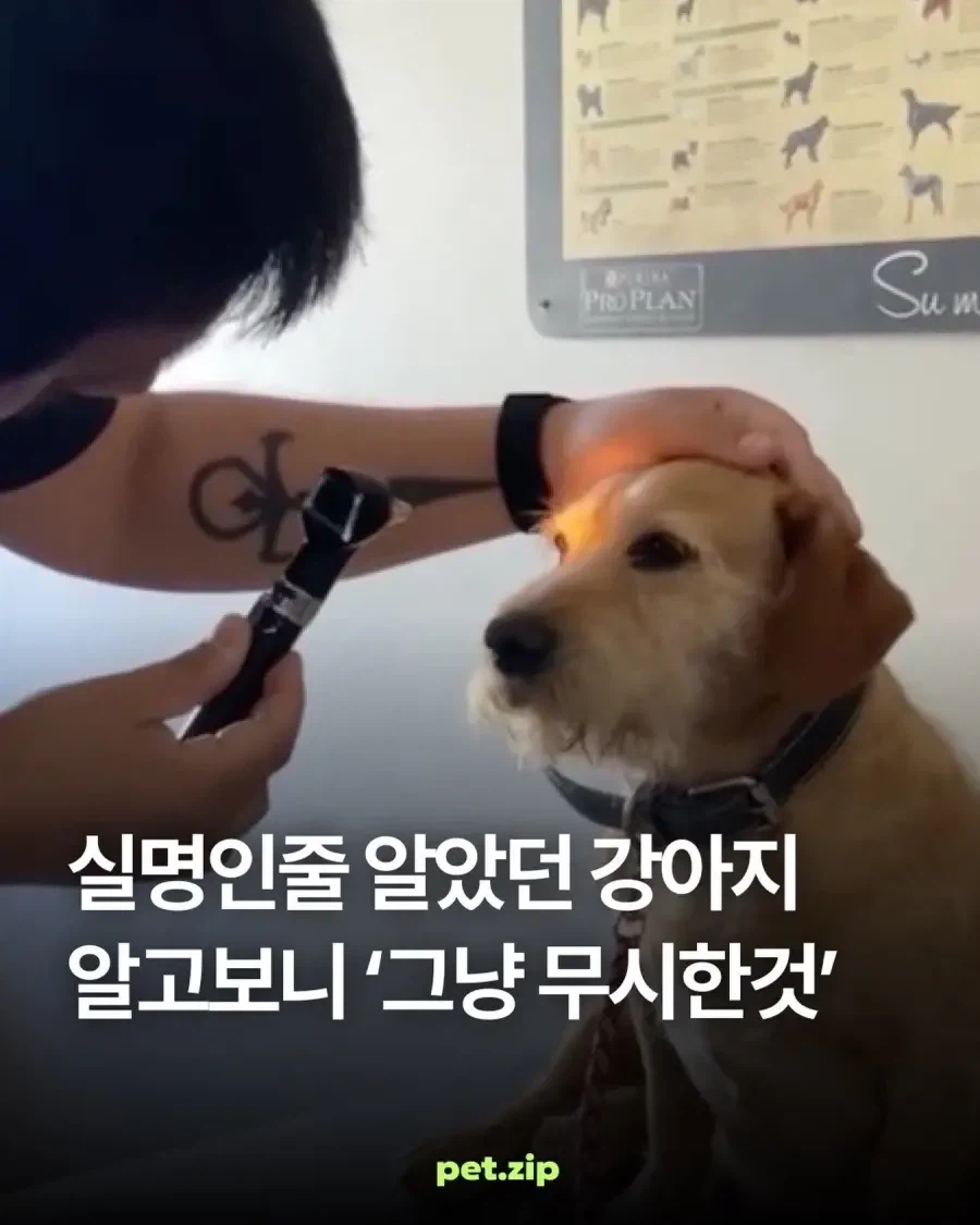 훌쩍훌쩍...실명 강아지...jpg_1.webp