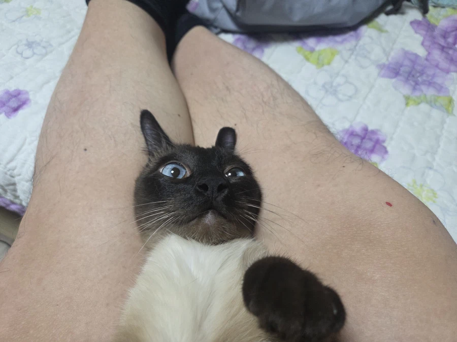 혐오주의)나는 고양이를 학대하는 것이 매우 즐겁다_3.webp