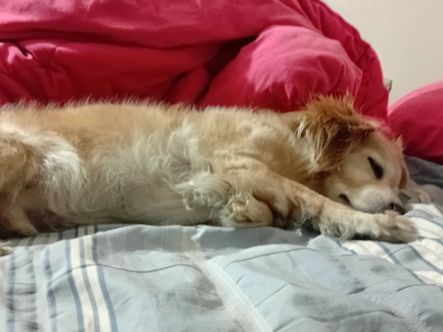 우리집 댕댕이 성격 특이한 부분_1.webp