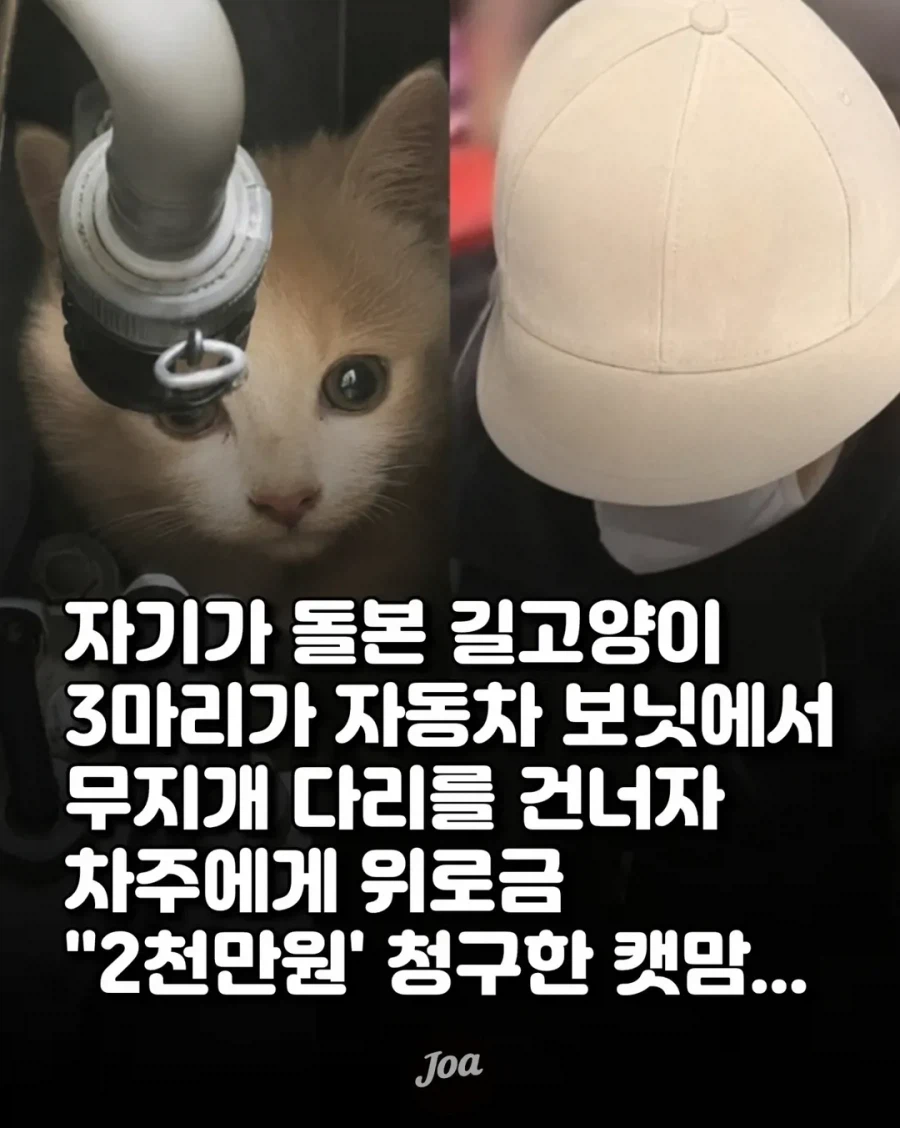길고양이 차 보닛에서 죽자 차주에게 "2천만원" 청구한 캣맘.jpg_1.webp