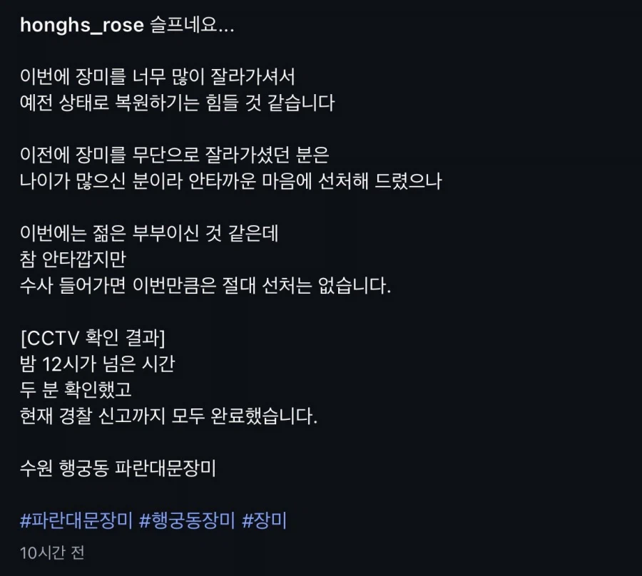 수원 행궁동 파란대문 장미 훼손 사건_4.webp