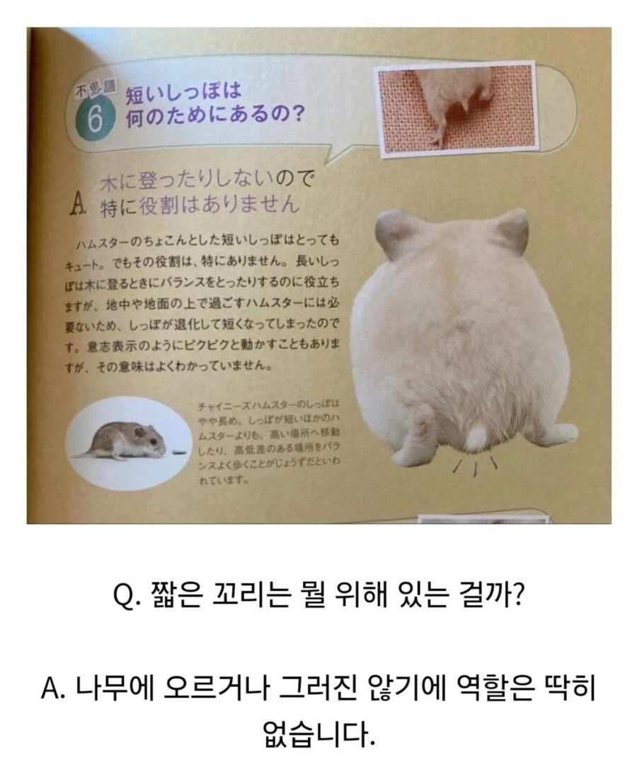 햄스터 꼬리가 하는 역할_1.webp