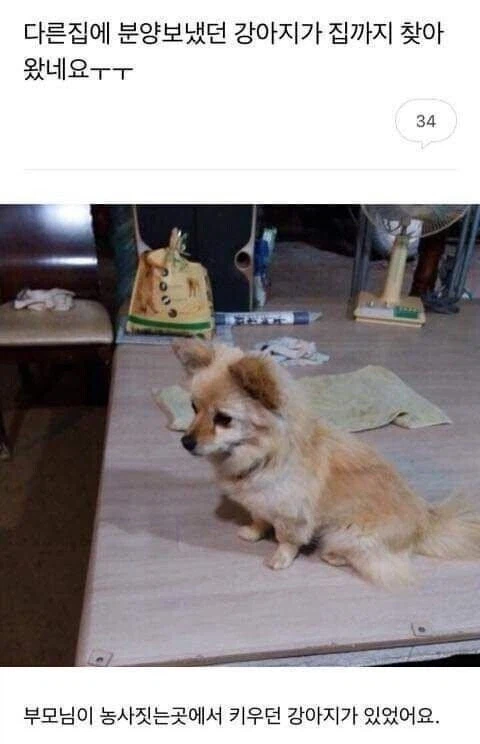 다른집에 분양보냈던 강아지가 집까지 찾아 왔네요 ㅜㅜ_1.webp