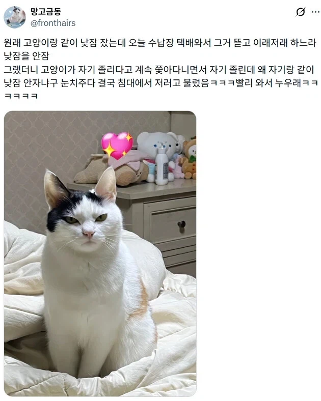 루틴 깨져서 표독해진 고양이_1.webp