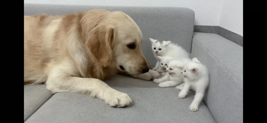 개삼촌 무서워하는 새끼냥들에게 숙련된 엄마냥이 시범 보여줌_2.webp