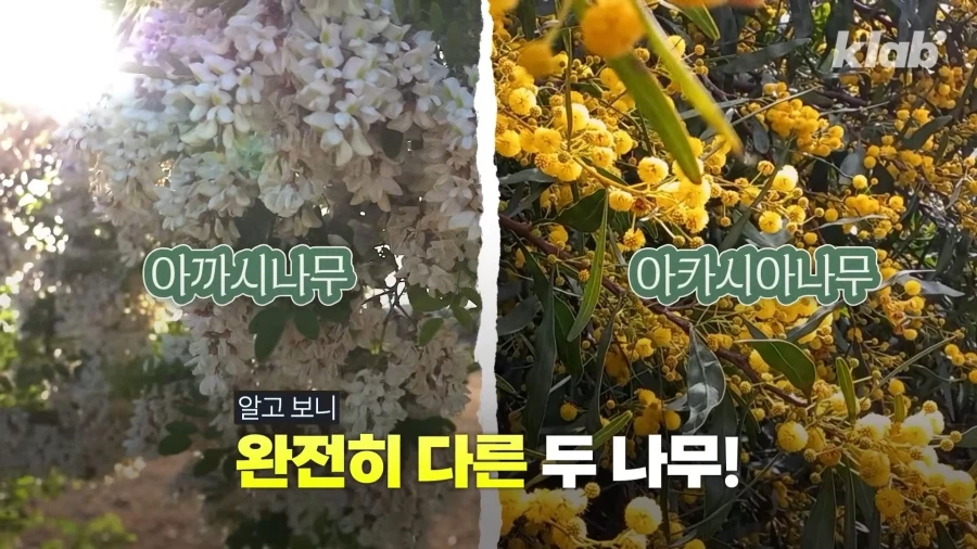 그동안 몰랐었던 아카시아 나무의 비밀_1.webp