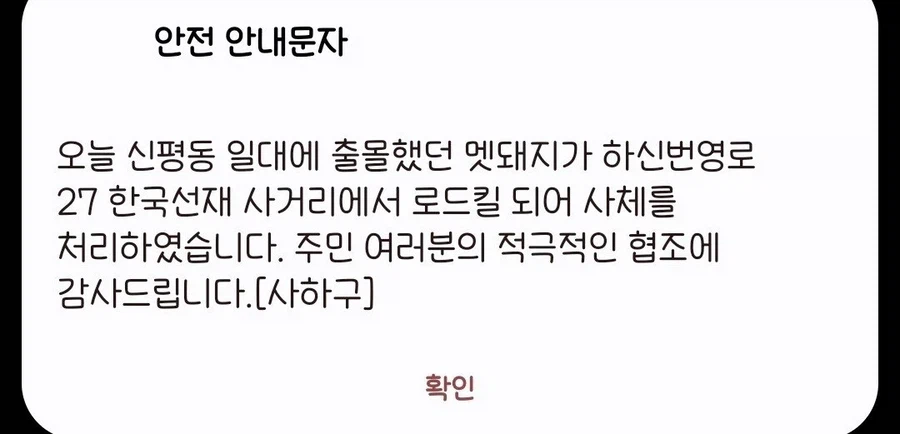 부산의 도로를 우습게 본 멧돼지의 최후_2.webp