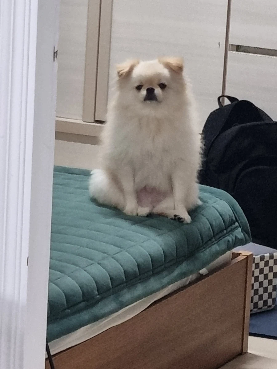 자는 댕댕이 일찍깨웠더니 표정_1.webp