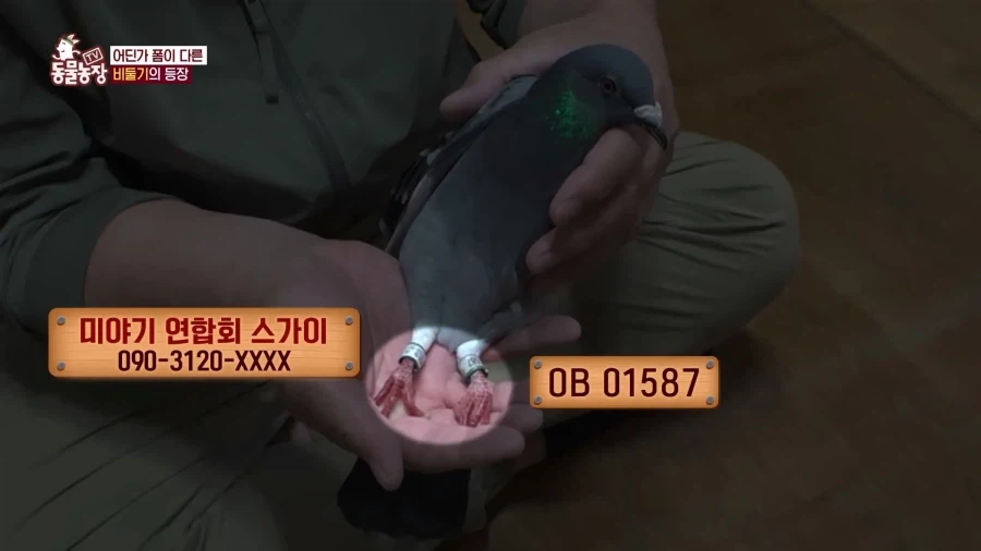 일본에서 1200km 를 날아서 한국으로 온 비둘기_7.webp