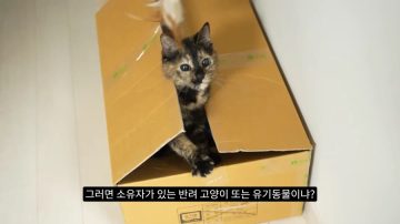 다시 한번 길고양이 문제에 대해 강하게 어필하는 유튜버 (※스압주의)_69.webp