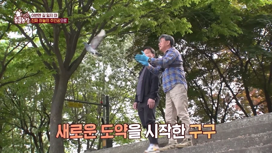 일본에서 1200km 를 날아서 한국으로 온 비둘기_20.webp