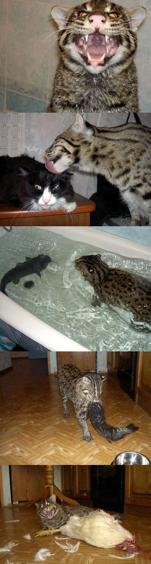 고양인줄 알고 키웠는데.jpg_1.webp