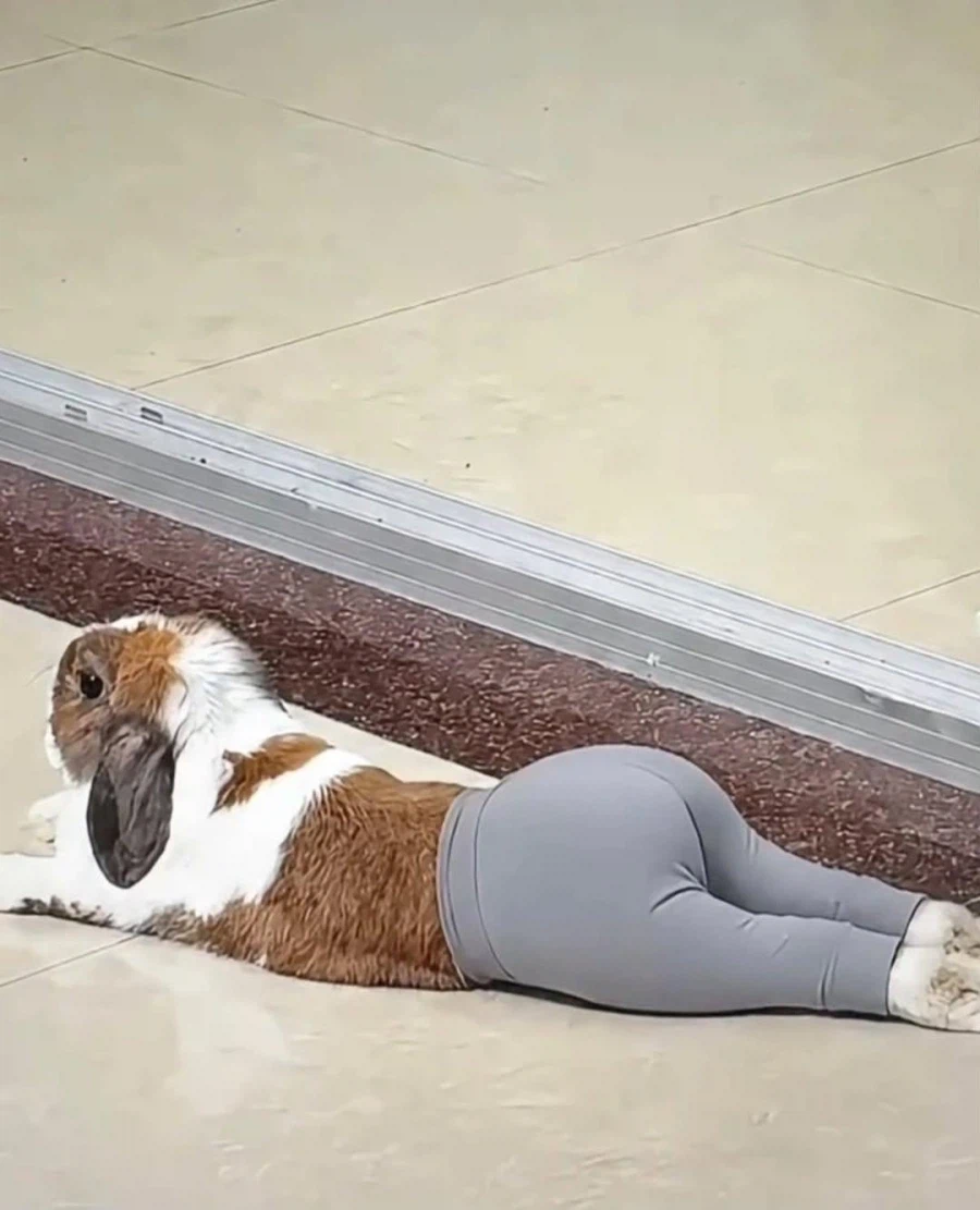 토끼에게 레깅스를 입히면 안되는 이유_1.webp