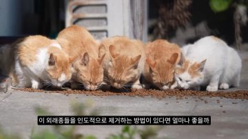 다시 한번 길고양이 문제에 대해 강하게 어필하는 유튜버 (※스압주의)_34.webp