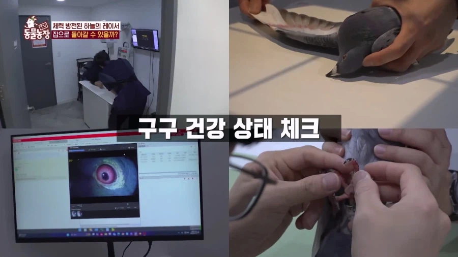 일본에서 1200km 를 날아서 한국으로 온 비둘기_15.webp