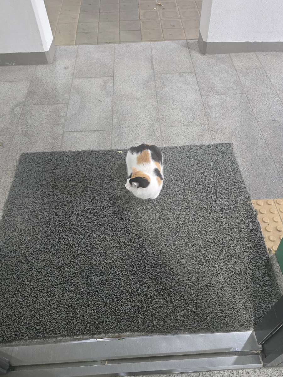 고양이가 겁이 없네?_2.webp