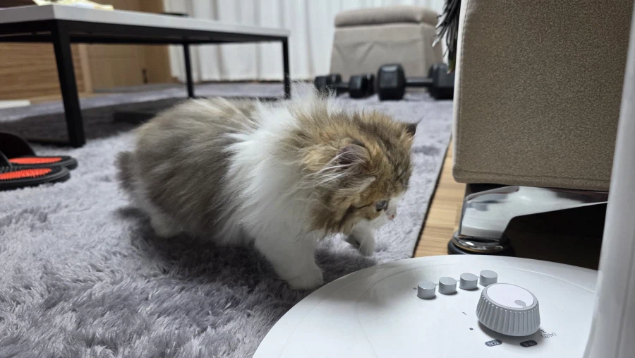 이 나이에 괭이 키우고 왜 육아를 어릴 때 하라는지 알았음_6.webp