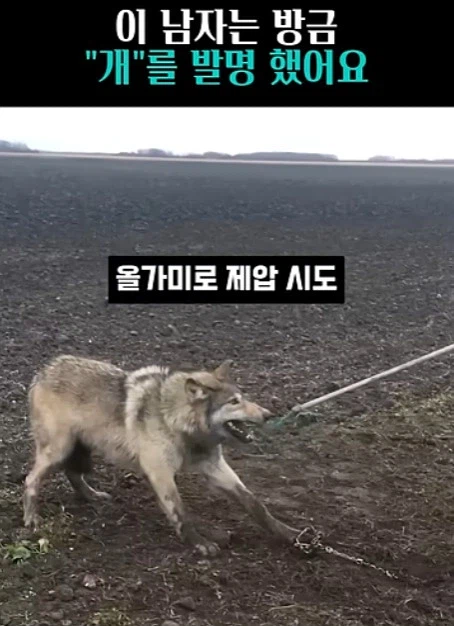 개를 발명하는 과정_1.webp