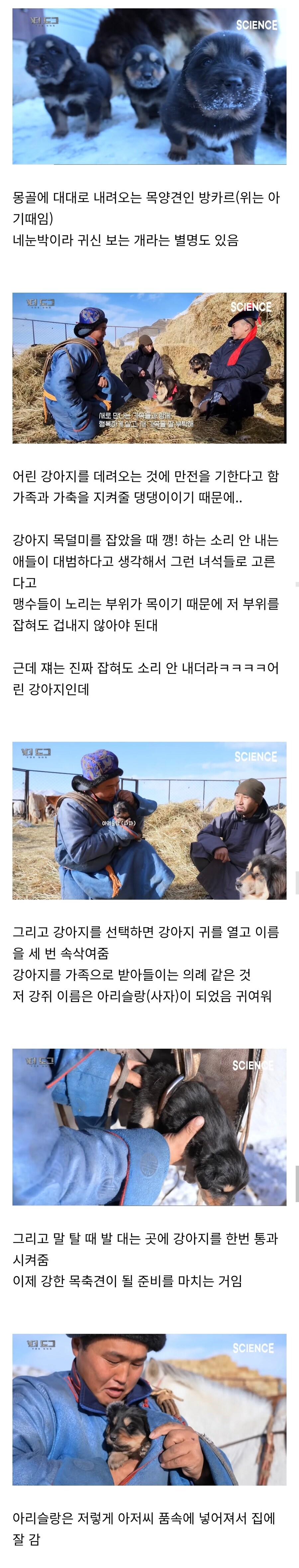 몽골의 목양견 입양 과정.jpg_1.jpg
