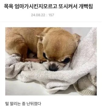 치와와가 늘 화나있는 이유.jpg_1.webp