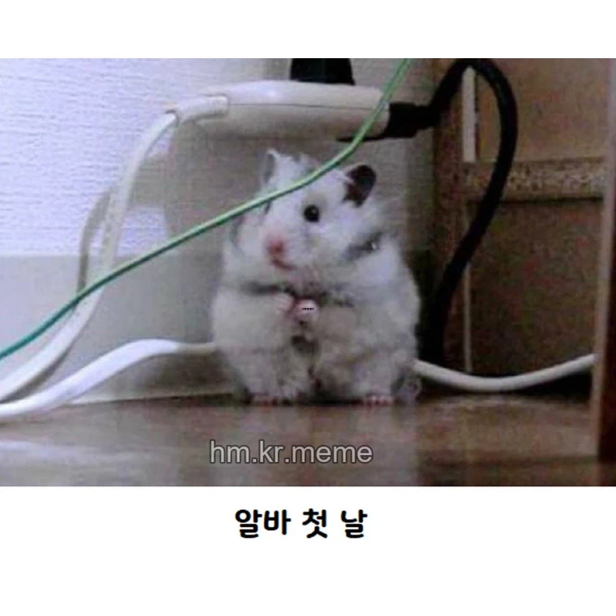동물 제목학원 모음_2.webp