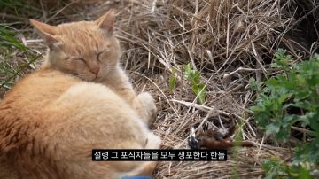 다시 한번 길고양이 문제에 대해 강하게 어필하는 유튜버 (※스압주의)_36.webp