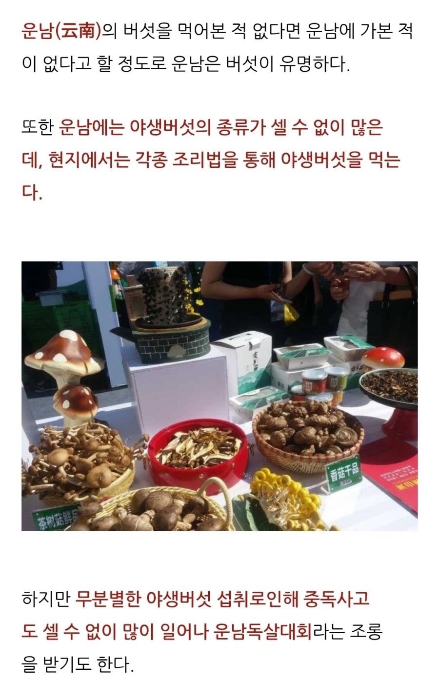 중국 운남은 버섯으로 유명하다고 한다_6.webp