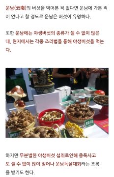 중국 운남은 버섯으로 유명하다고 한다_6.webp
