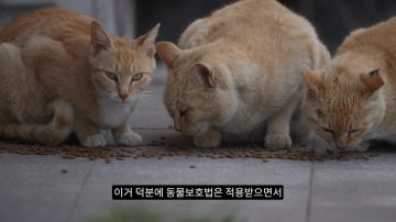 다시 한번 길고양이 문제에 대해 강하게 어필하는 유튜버 (※스압주의)_74.webp