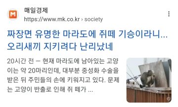 현재 진행형인 마라도의 생태계와 고양이 문제_10.webp