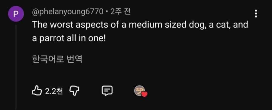 공룡) ''벨로키랍토르를 애완동물로 기를 수 있을까?''_5.webp
